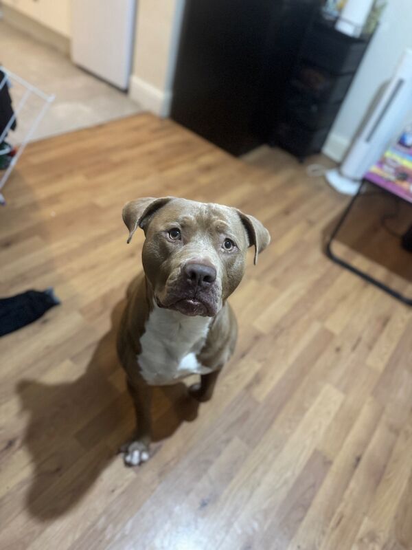 Roney - Image 6 of 7