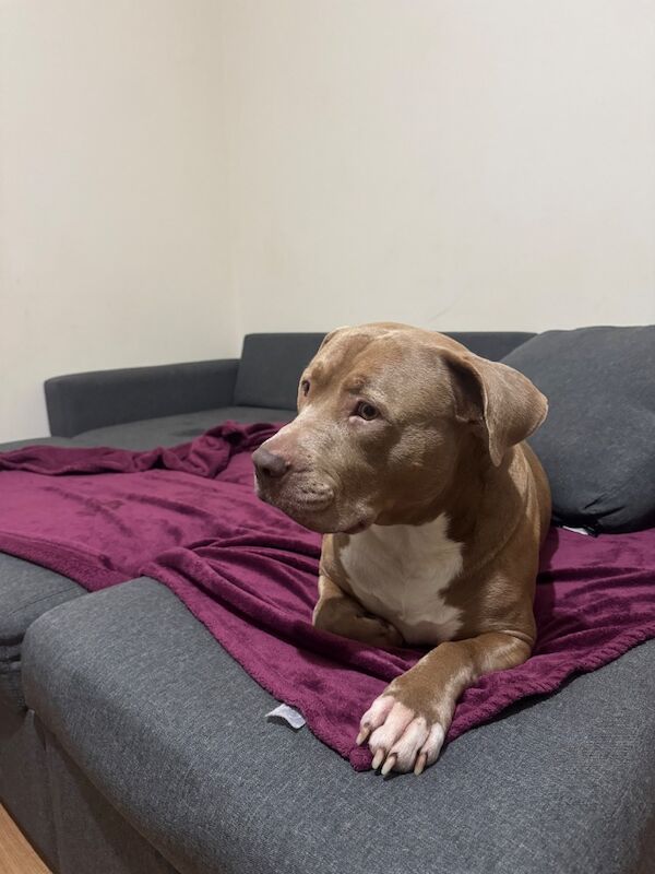 Roney - Image 7 of 7