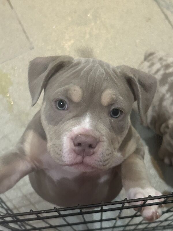 Show quality micro bullies for sale in Borehamwood, Hertfordshire - Image 1