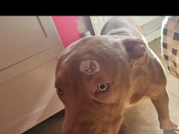 American Bulldog puppies for sale in Tamworth, Staffordshire – 1 year old - Image 1 of 3