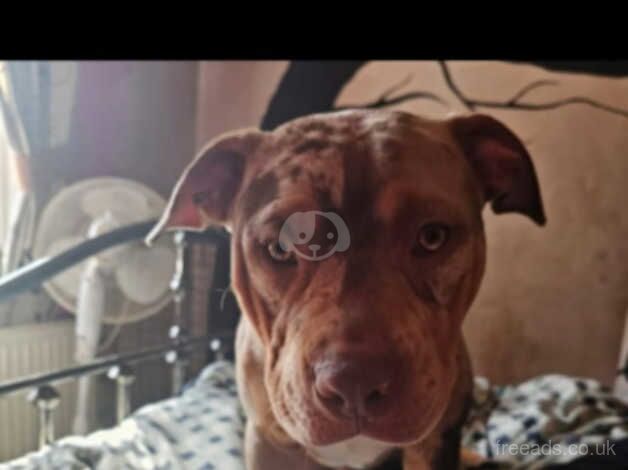 American Bulldog puppies for sale in Tamworth, Staffordshire – 1 year old - Image 2 of 3