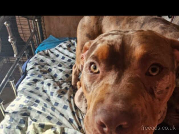 American Bulldog puppies for sale in Tamworth, Staffordshire – 1 year old - Image 3 of 3