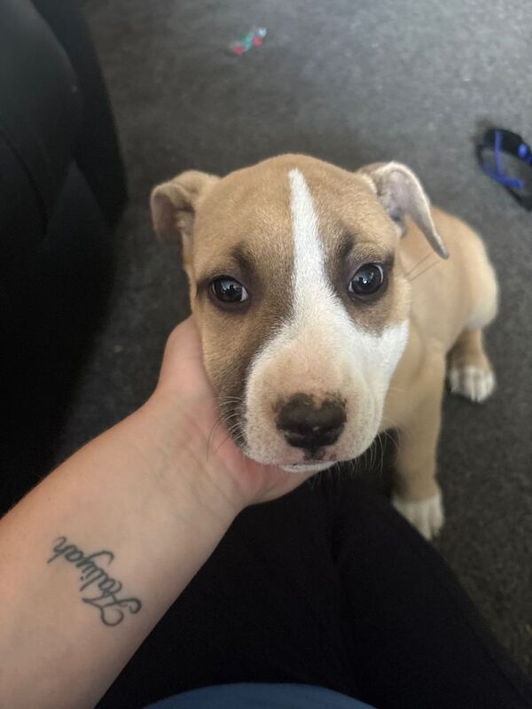Staff x American bulldog puppy