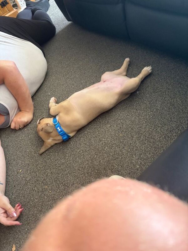 Staff x American bulldog puppy - Image 2 of 3