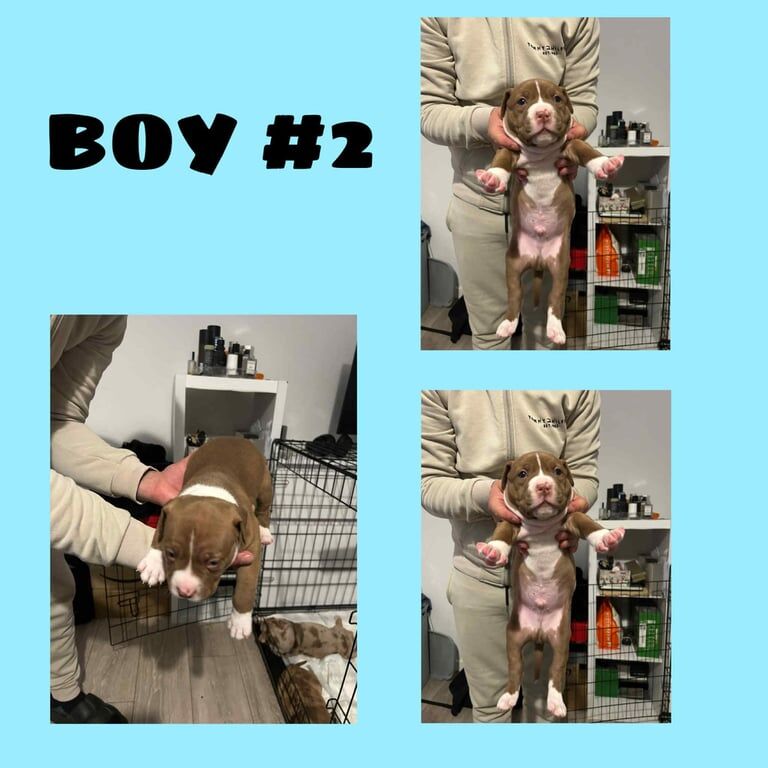 American Bulldog puppies for sale in Dagenham, Greater London – 10 weeks old