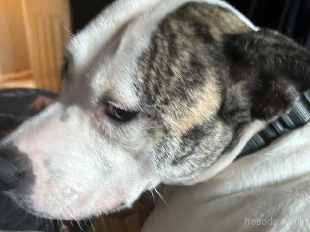 American Bulldog puppies for sale in Mexborough, South Yorkshire – 4 years old - Image 2 of 3