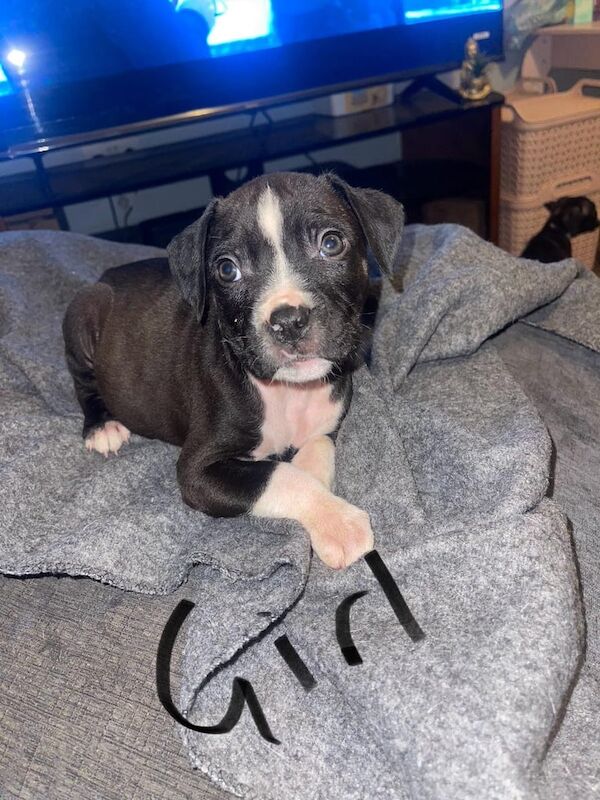 American Bulldog puppies for sale in Gravesend, Kent – 1 year old - Image 2 of 3