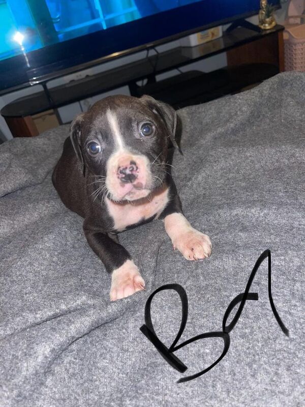 American Bulldog puppies for sale in Gravesend, Kent – 1 year old - Image 3 of 3