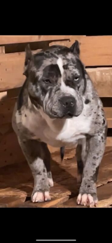 Standard American Bulldog/Bully Girl for sale in Farnworth, Greater Manchester - Image 2