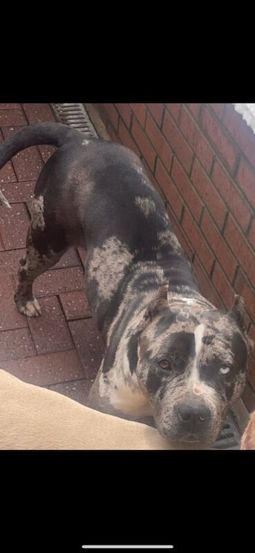 American Bulldog puppies for sale in Farnworth, Greater Manchester – 2 years old - Image 3 of 3