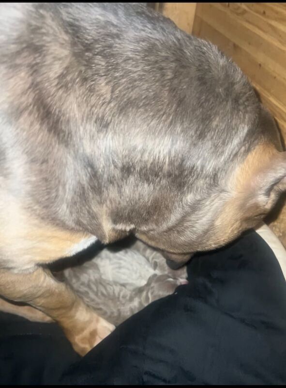 American Bulldog puppies for sale in Bradford, West Yorkshire – KC registered, 9 months old - Image 2 of 3