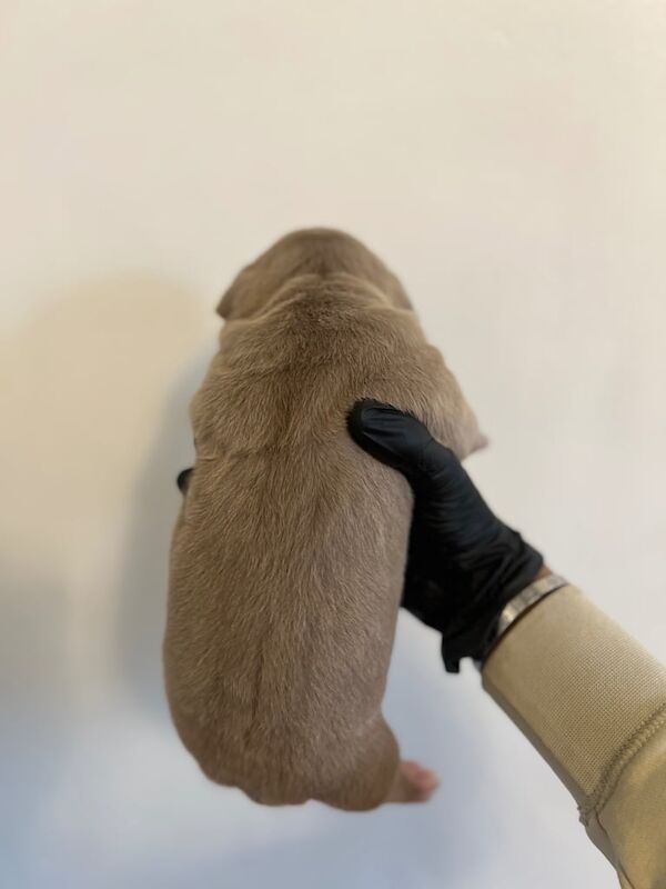 American Bulldog puppies for sale in Bradford, West Yorkshire – KC registered, 9 months old - Image 3 of 3