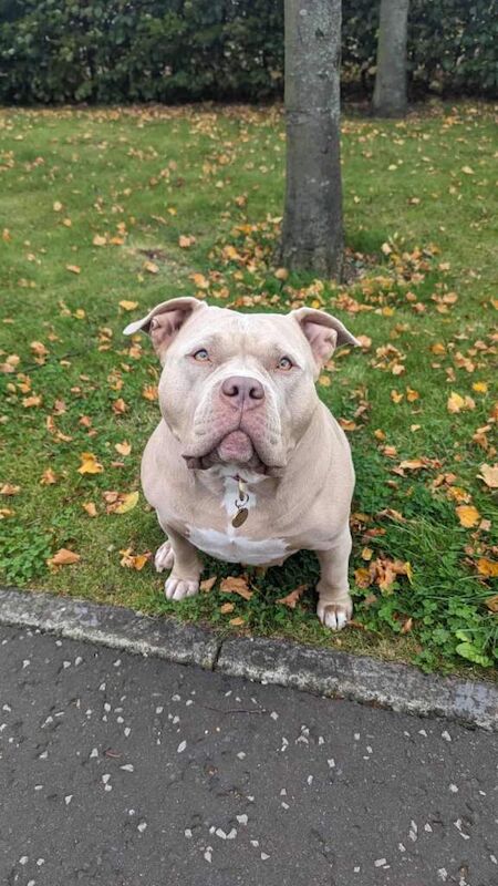 American Bulldog Puppies For Sale Under £1,000