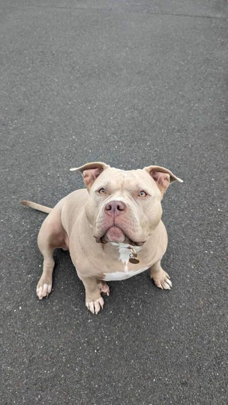 Standard American Bully Nala needing a loving stable home - Image 2 of 4