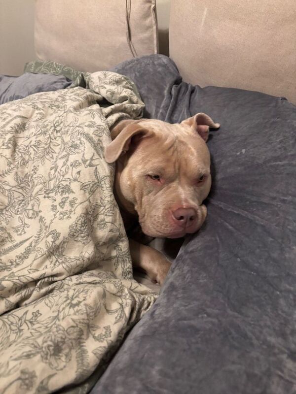 Standard American Bully Nala needing a loving stable home - Image 3 of 4