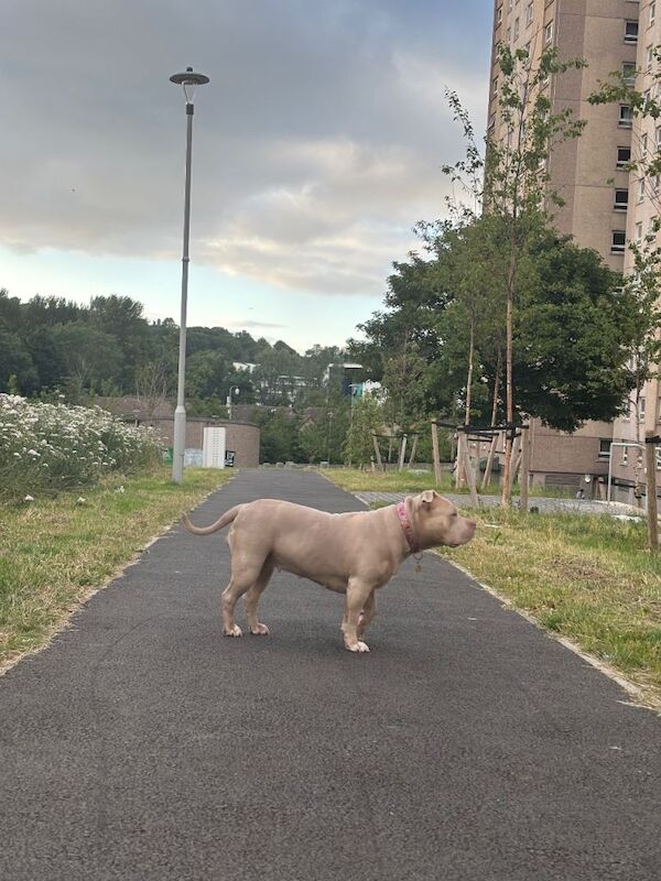 Standard American Bully Nala needing a loving stable home - Image 4 of 4