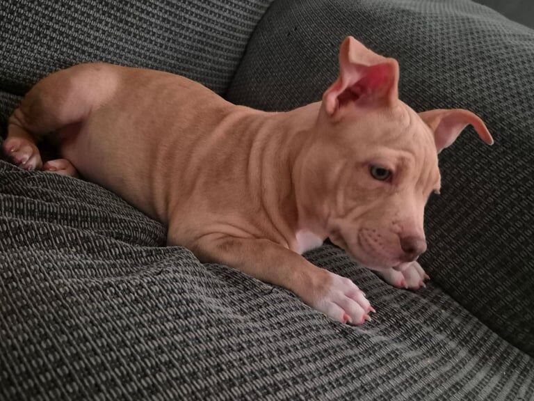 American Bulldog puppies for sale in Manchester – 1 year old - Image 2 of 3