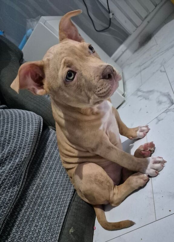 American Bulldog puppies for sale in Manchester – 1 year old - Image 3 of 3