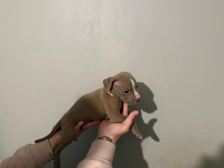 Standard American bully puppies for sale in Skelmersdale, Lancashire