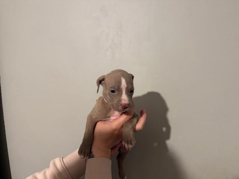 American Bulldog puppies for sale in Skelmersdale, Lancashire – 10 months old - Image 2 of 3