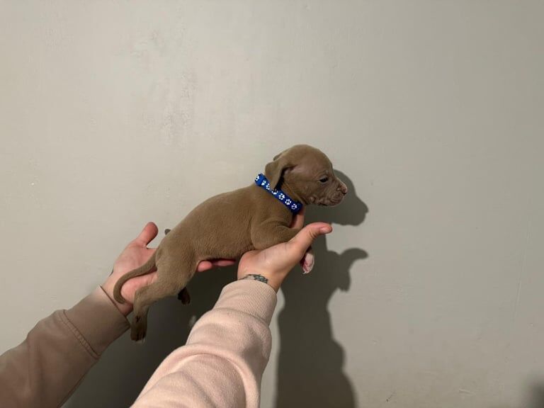 American Bulldog puppies for sale in Skelmersdale, Lancashire – 10 months old - Image 3 of 3