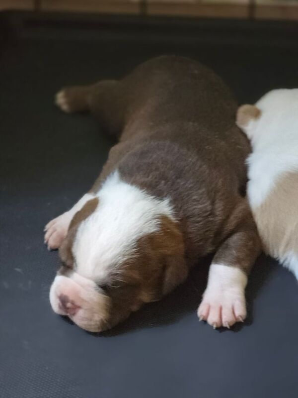 American Bulldog puppies for sale in Walsall, West Midlands – 2 weeks old - Image 1 of 3