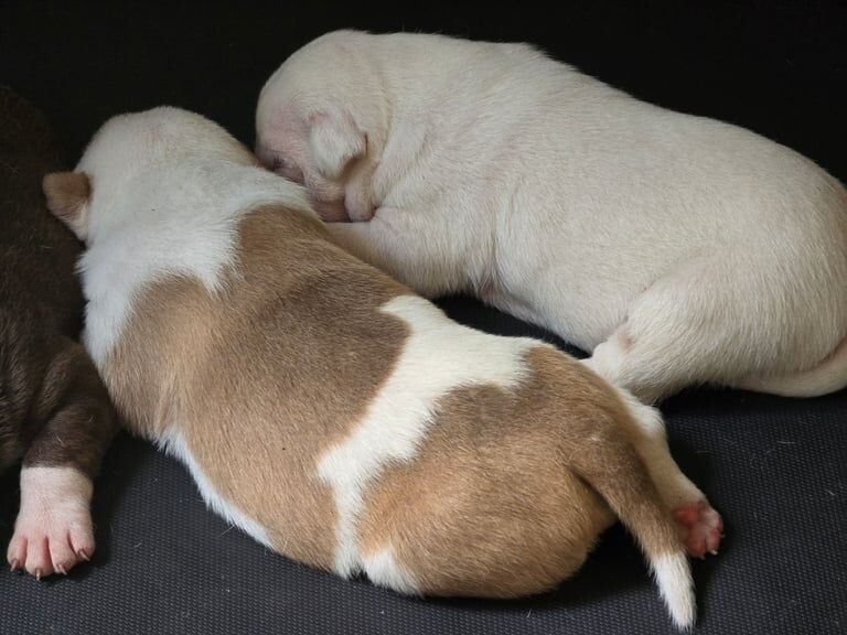 American Bulldog puppies for sale in Walsall, West Midlands – 2 weeks old - Image 2 of 3