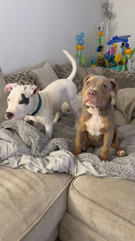 American Bully Puppies For Sale