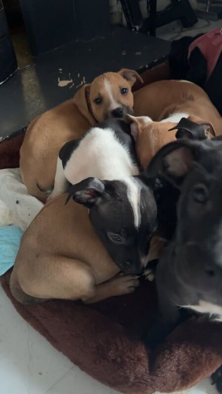 American Bulldog puppies for sale in County Antrim – 10 weeks old