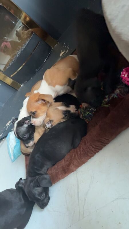 American Bulldog puppies for sale in County Antrim – 10 weeks old - Image 2 of 3