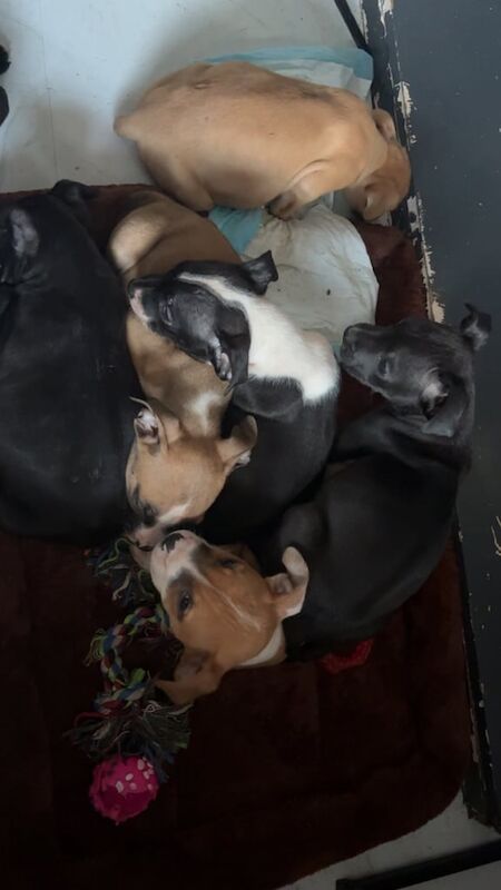American Bulldog puppies for sale in County Antrim – 10 weeks old - Image 3 of 3