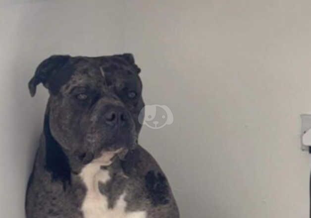 American Bulldog puppies for sale in Greenock, Renfrewshire – 1 year old - Image 2 of 5