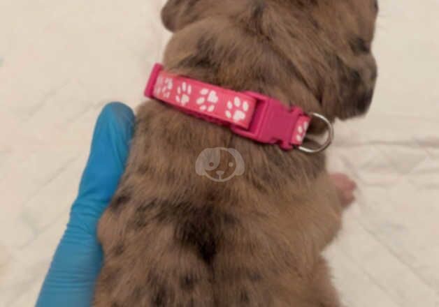 American Bulldog puppies for sale in Greenock, Renfrewshire – 1 year old - Image 4 of 5