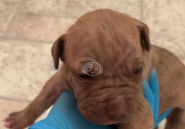 American Bulldog puppies for sale in Greenock, Renfrewshire – 1 year old - Image 5 of 5