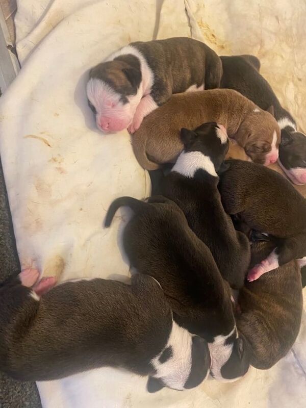 American Bulldog puppies for sale in Gravesend, Kent – 8 weeks old