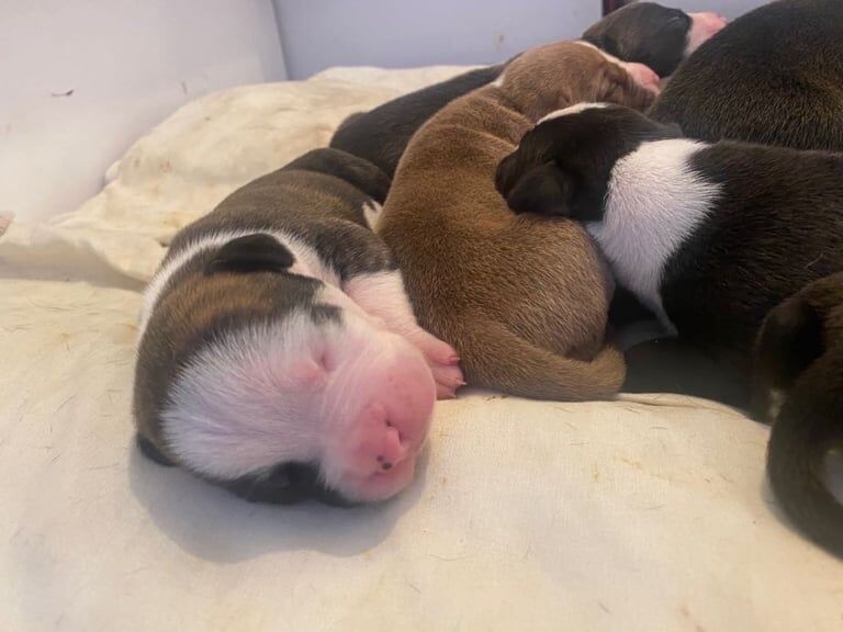 American Bulldog puppies for sale in Gravesend, Kent – 8 weeks old - Image 2 of 3