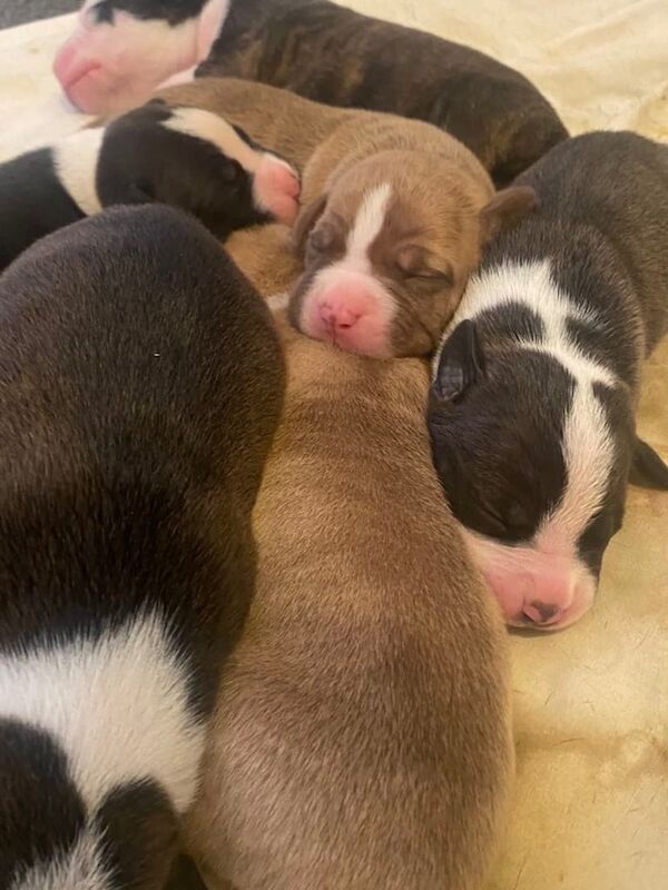 American Bulldog puppies for sale in Gravesend, Kent – 8 weeks old - Image 3 of 3