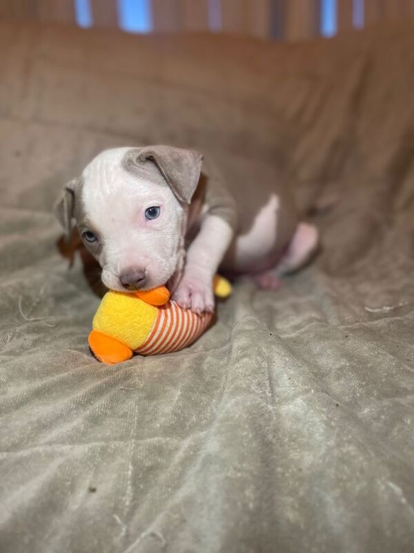 American Bulldog puppies for sale in Glasgow, City of Glasgow – 8 weeks old