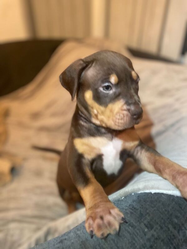 American Bulldog puppies for sale in Glasgow, City of Glasgow – 8 weeks old - Image 2 of 4