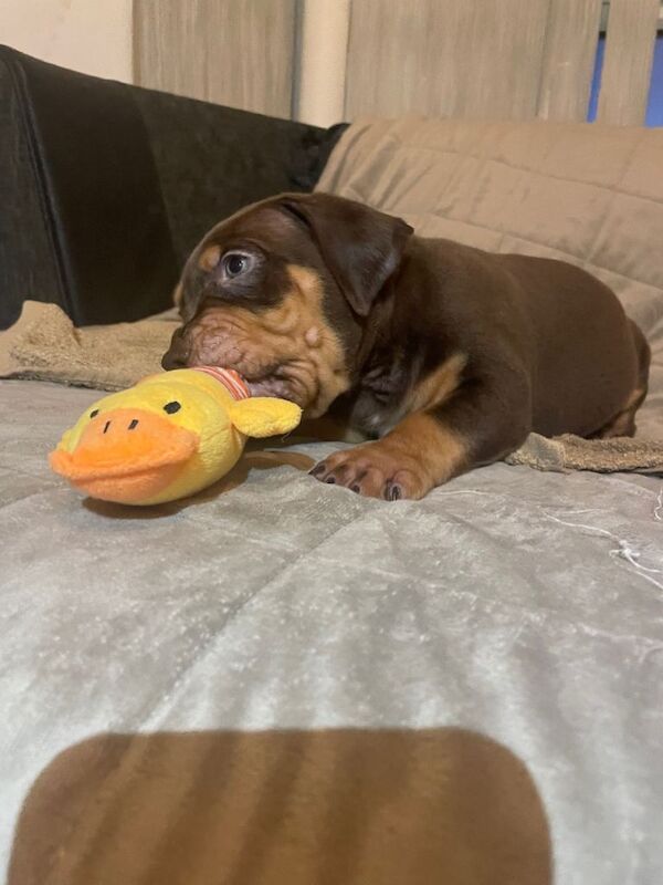 American Bulldog puppies for sale in Glasgow, City of Glasgow – 8 weeks old - Image 3 of 4