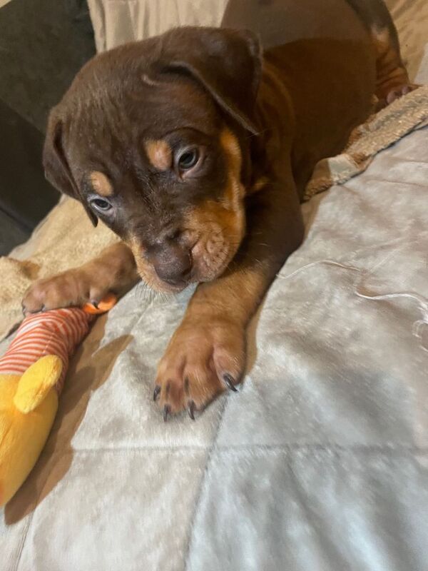American Bulldog puppies for sale in Glasgow, City of Glasgow – 8 weeks old - Image 4 of 4