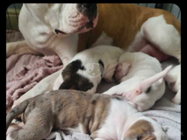American Bulldog puppies for sale in Middlesbrough, North Yorkshire – 1 year old - Image 2 of 5