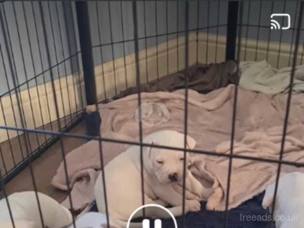 American Bulldog puppies for sale in Middlesbrough, North Yorkshire – 1 year old - Image 3 of 5