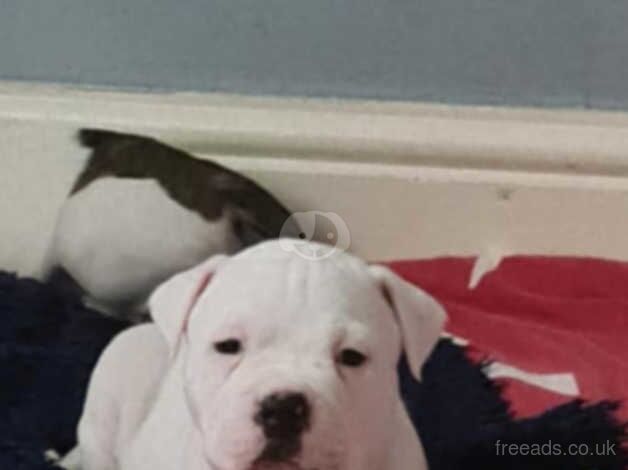 American Bulldog puppies for sale in Middlesbrough, North Yorkshire – 1 year old - Image 4 of 5
