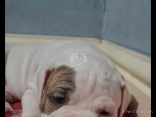 American Bulldog puppies for sale in Middlesbrough, North Yorkshire – 1 year old - Image 5 of 5
