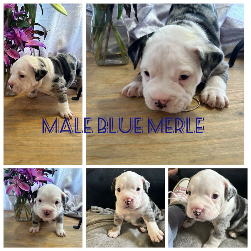 Blue merle pitbull puppies for sale 2025