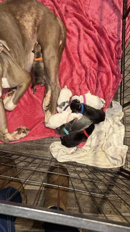 American Bully Puppies For Sale