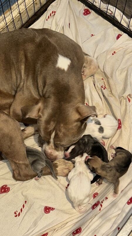 Stunning litter american bulldogs - Image 2 of 3