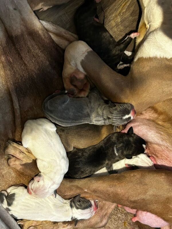 Stunning litter american bulldogs - Image 3 of 3