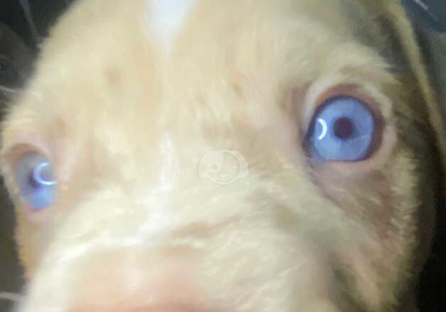 American Bulldog puppies for sale in Manchester, Greater Manchester – 1 year old - Image 3 of 5